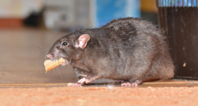 Blissfield Wildlife Control