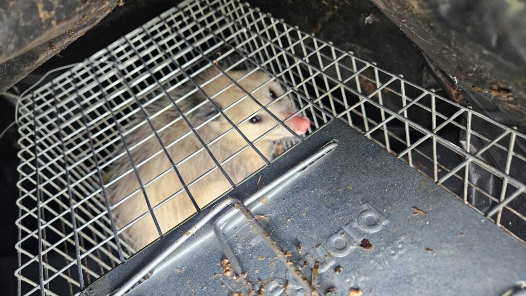 Animal Removal Manlius