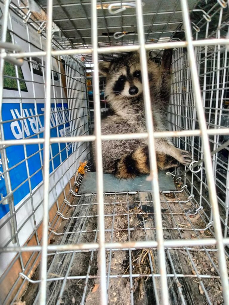 Animal Removal Manlius