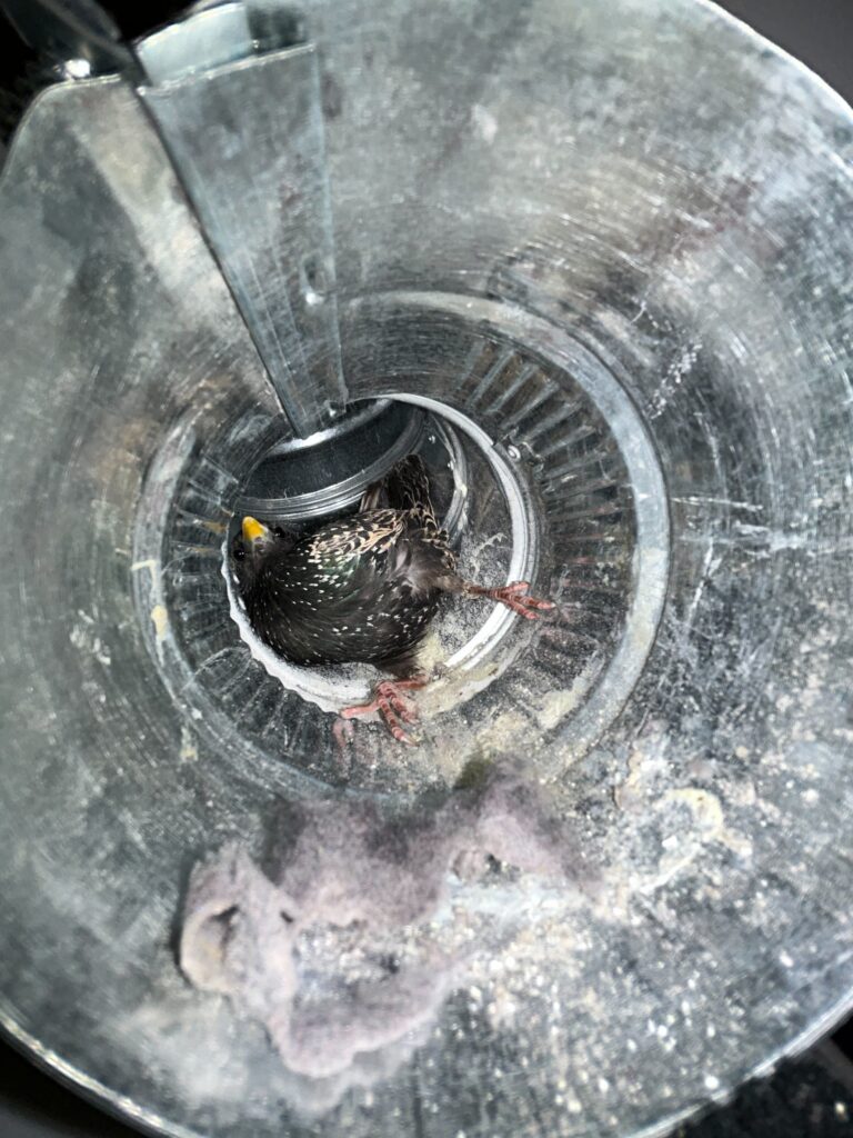 Animal Removal Manlius